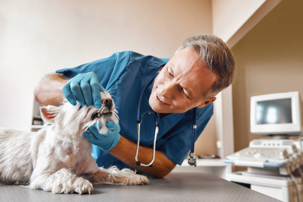 Best Dentist for Tooth Abscess  in Monsey, NY